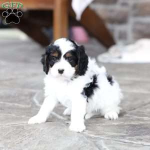 River, Cavapoo Puppy